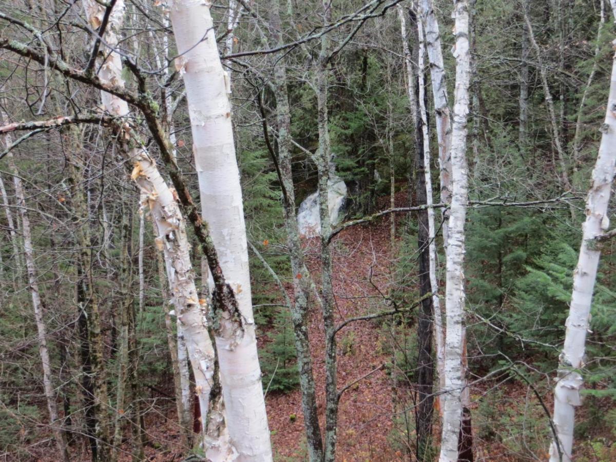Saint Roch de Mekinac La Maison Sous Les Arbres المظهر الخارجي الصورة
